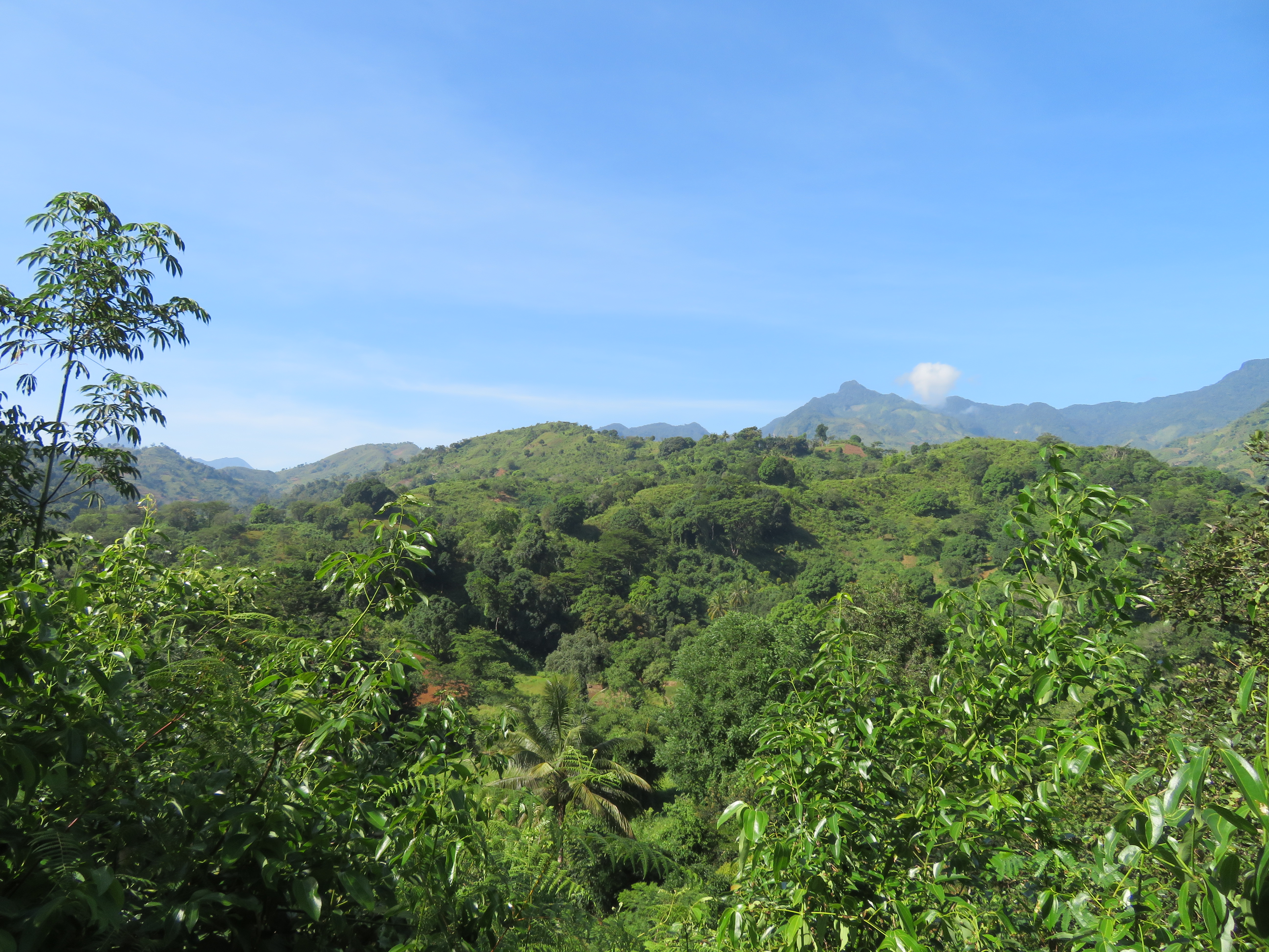 Hier wachsen im Morogoro-Gebirge Kaffeebohnen für Africafe